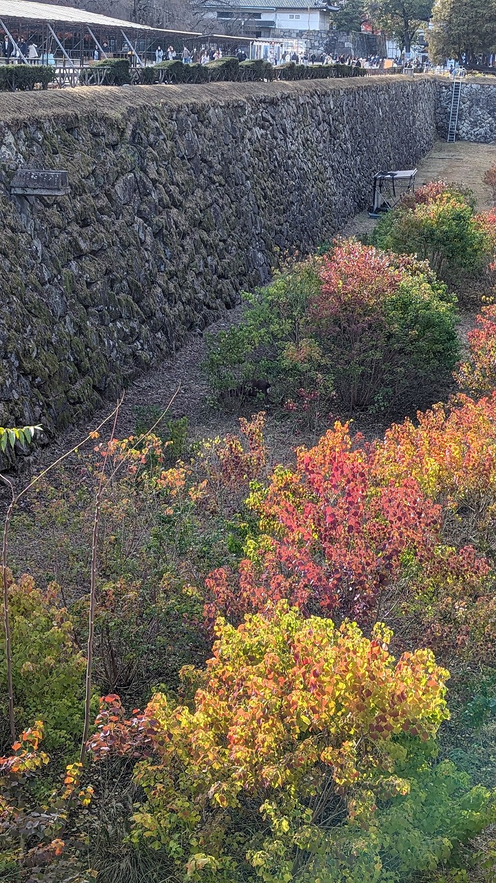名古屋城 の写真